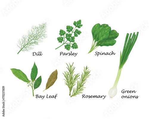 Spicy herbs. A set of spicy herbs such as dill, parsley, spinach, and also bay leaf, rosemary and onion. Medicinal herbs and spices. A vegetarian product. Vector illustration