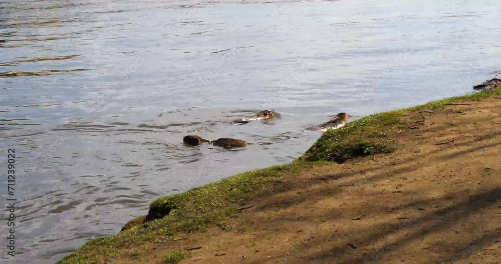 Nutria swimming in the Vltava river, Shooters island, Prague Nutria swimming in the Vltava river, Shooters island, Prague