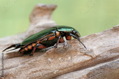 A scarab flowerbeetle is looking for food on a rotten tree trunk. This metallic green insect has the scientific name Agestrata orichalca.