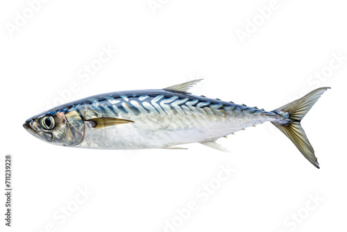 Nice shaped Pacific saury (Cololabis saira / mackerel pike / Sanma ) isolated on white