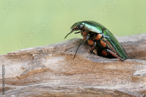 A scarab flowerbeetle is looking for food on a rotten tree trunk. This metallic green insect has the scientific name Agestrata orichalca. © I Wayan Sumatika