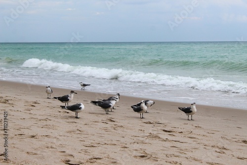 Seagulls on the ocean beach