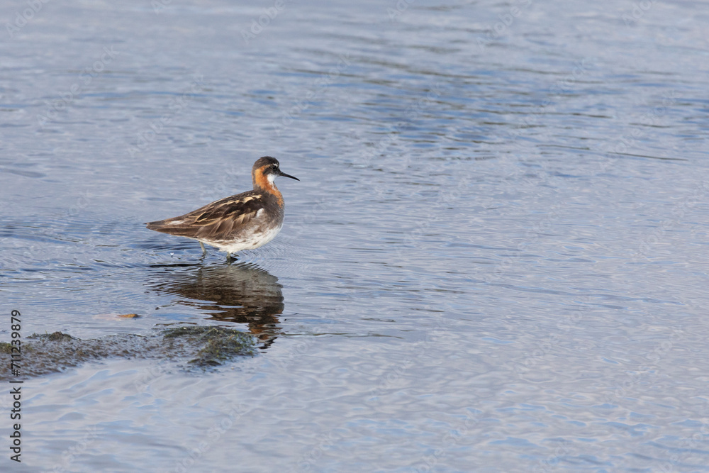 Red-necked phalarope stands in the water Red-necked phalarope stands in the water