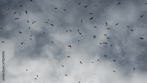 Flock of black raven birds against storm sky with dark grey clouds, view from below photo