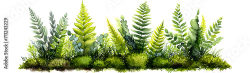 Watercolor painting of lush green ferns and foliage, showcasing vibrant diversity against, isolated on transparent or white background photo