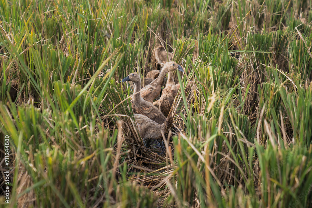 Farmed ducks are looking for food in the rice fields