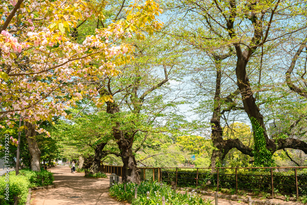Chidoriga-fuchi Park green forest walkway at spring in Tokyo, Japan Chidoriga-fuchi Park green forest walkway at spring in Tokyo, Japan