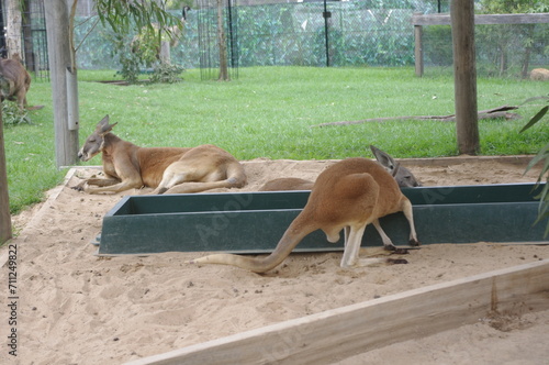 Fototapeta Naklejka Na Ścianę i Meble -  A lazy Kangaroo resting