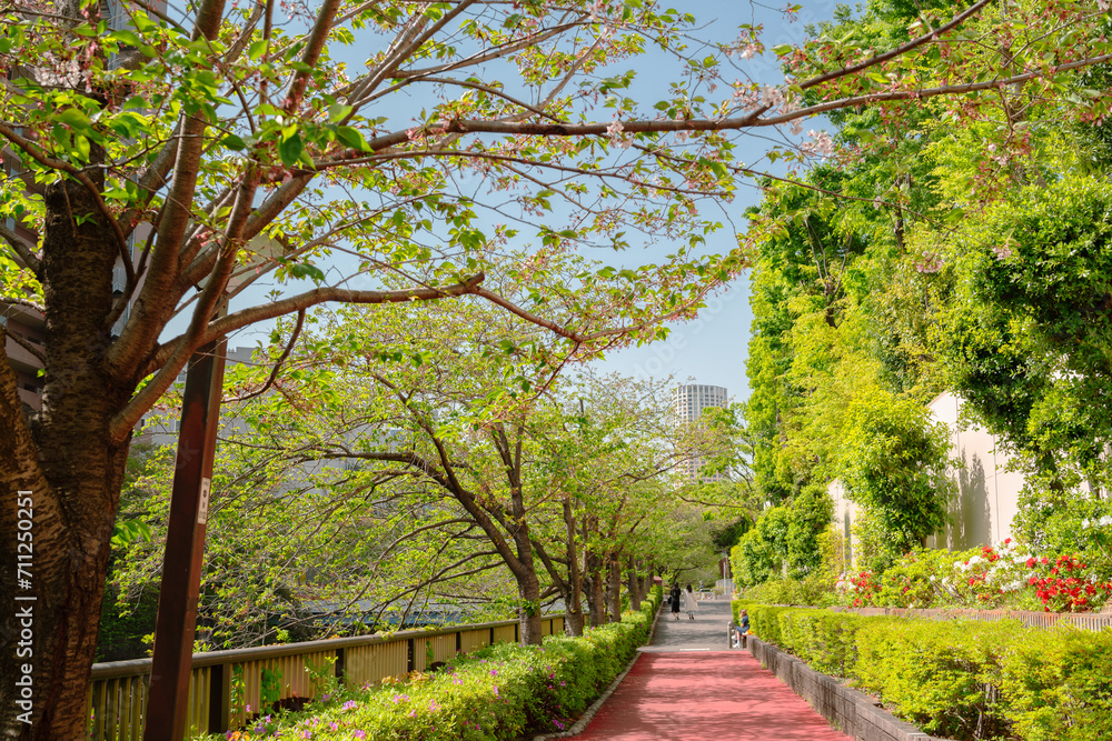 Nakameguro riverside walkway road with green trees in Tokyo, Japan