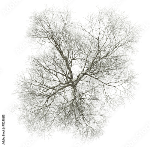 Death lone tree branches from above view cutout transparent backgrounds 3d rendering png