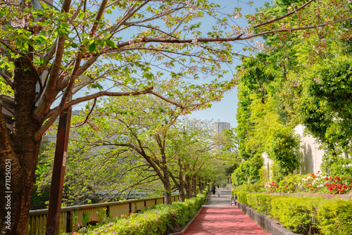 Obraz na płótnie Nakameguro riverside walkway road with green trees in Tokyo, Japan w salonie