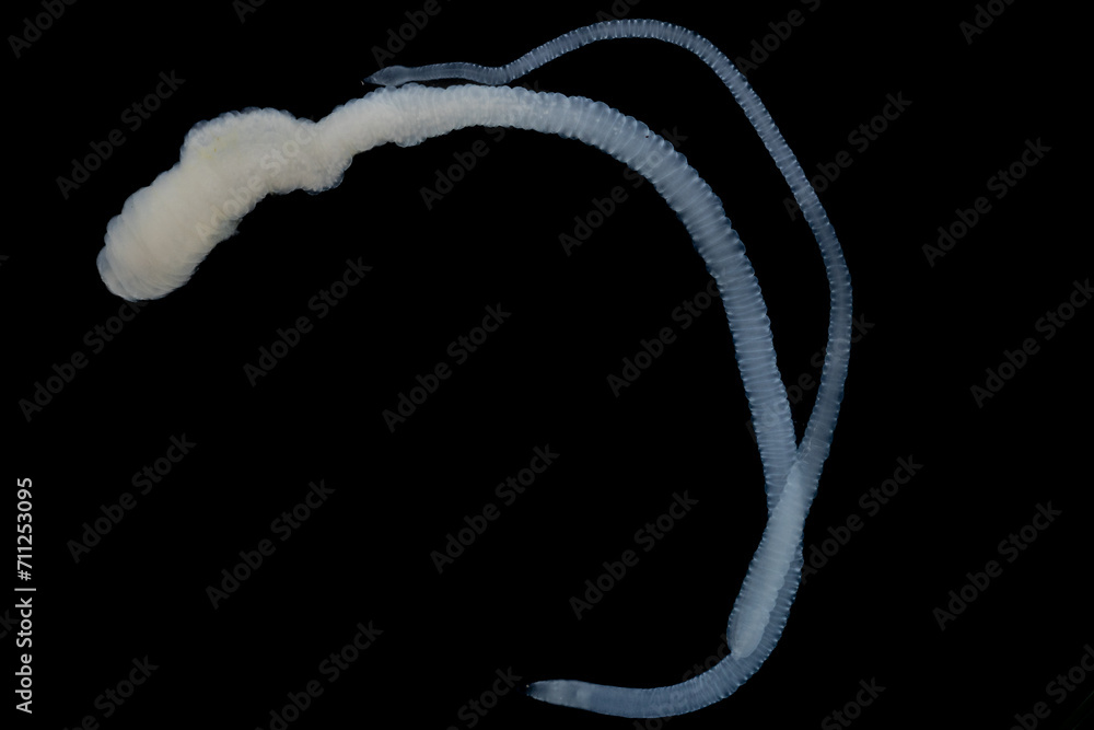 Tapeworms (Cestoda Caryophyllidea), Parasites of Fish in Thailand