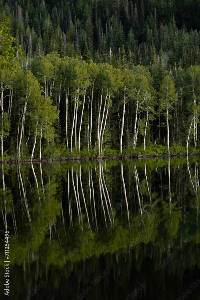 Reflection of the Lake in the trees