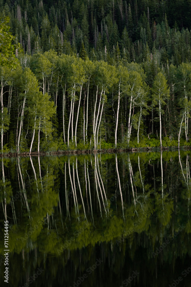 Reflection of the Lake in the trees Reflection of the Lake in the trees