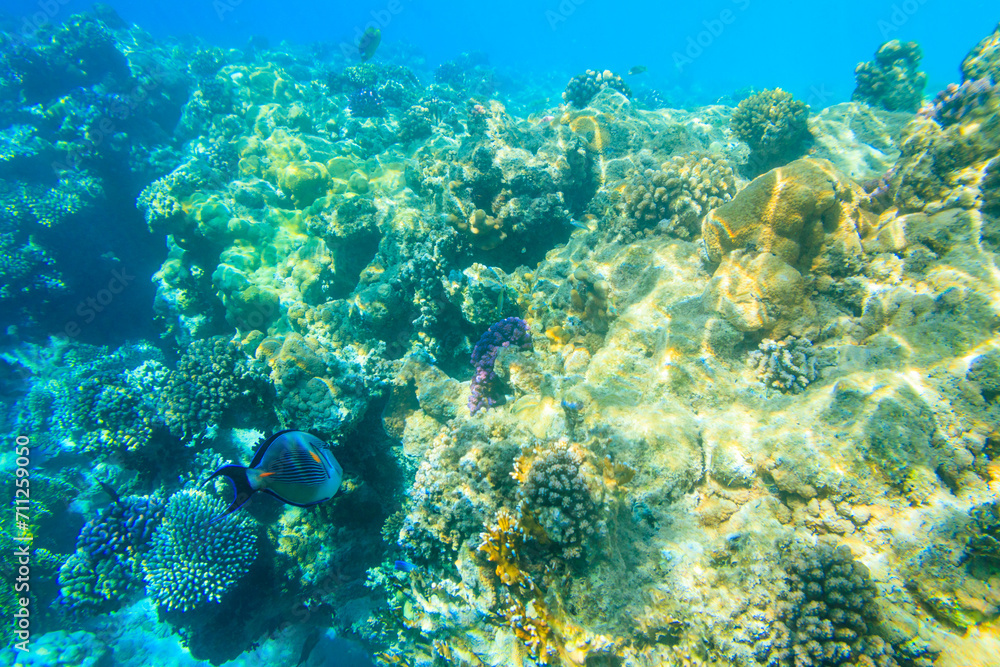 Sohal surgeonfish (Acanthurus sohal) or sohal tang, is a Red Sea endemic. Sohal surgeonfish on coral reef in the Red sea in Ras Mohammed national park. Sinai peninsula in Egypt