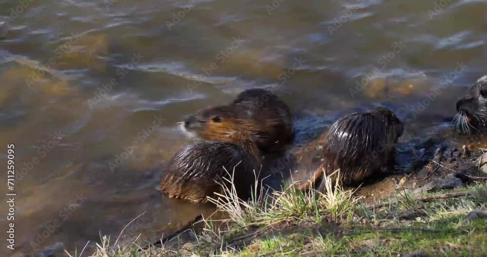 Nutria's (Myocastor coypus) foraging during the day on Shooters Island, by Vltava river bank, Prague Nutria's (Myocastor coypus) foraging during the day on Shooters Island, by Vltava river bank, Prague