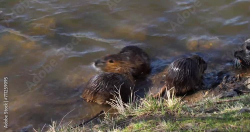 Nutria's (Myocastor coypus) foraging during the day on Shooters Island, by Vltava river bank, Prague photo