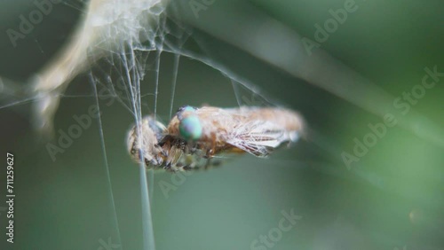 A Metepeira spider feeds from a dipteran caught on her web. Closeup. photo