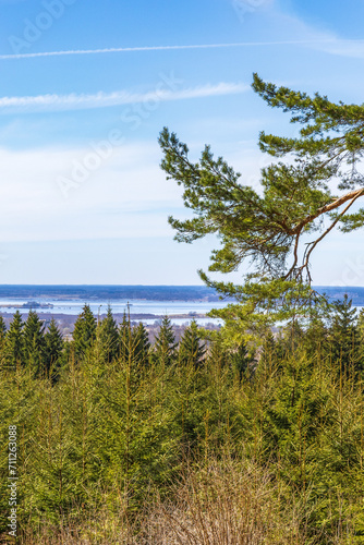 Fototapeta Naklejka Na Ścianę i Meble -  Spruce forest on a sunny spring day