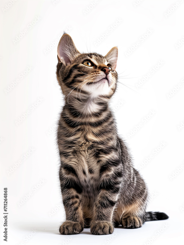 Cute, beautiful gray striped kitten sitting full-length and looking away on white background. Animal Protection Day.