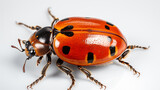 Coccinella septempunctata ladybug on white background Top view Macro High resolution quality