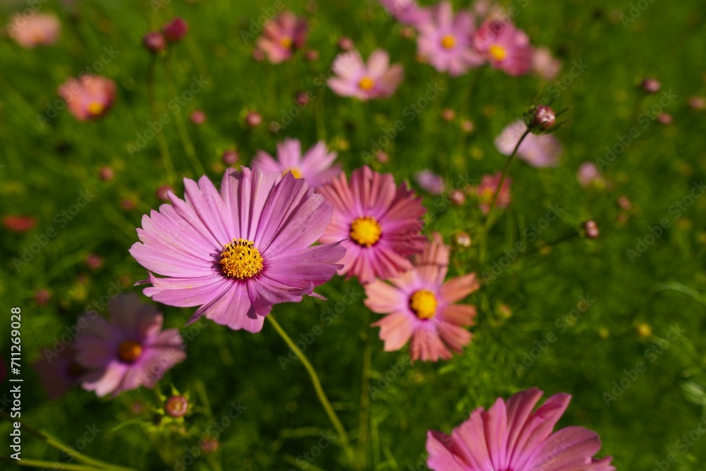 Obraz premium オレンジキャンパスのコスモスの魅力