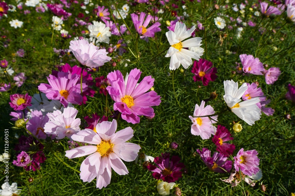 珍しい筒状の花びらのコスモス