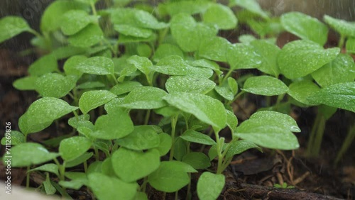 Wallpaper Mural Slow motion showering water to the sprout plant  Torontodigital.ca