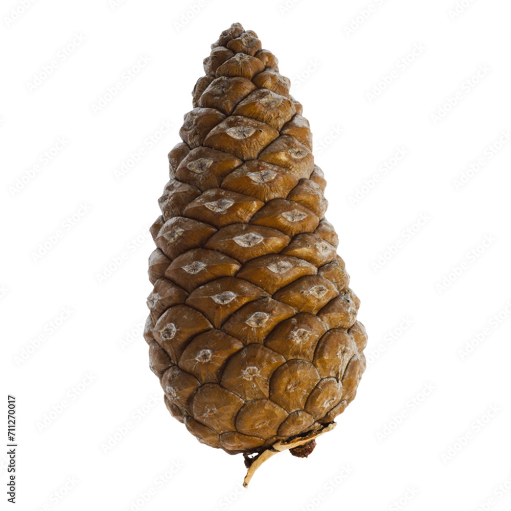 Pine cones on white background. Single pine cone on transparent background isolated. Pine cones on white background. Single pine cone on transparent background isolated.