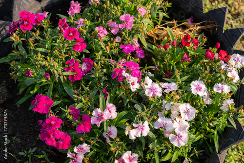 Wallpaper Mural Pink flowers cosmos bloom beautifully in the garden spring on meadow in sunlight nature background. Torontodigital.ca