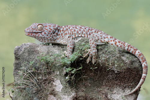 A tokay gecko sunbathing before starting its daily activities. This reptile has the scientific name Gekko gecko.
