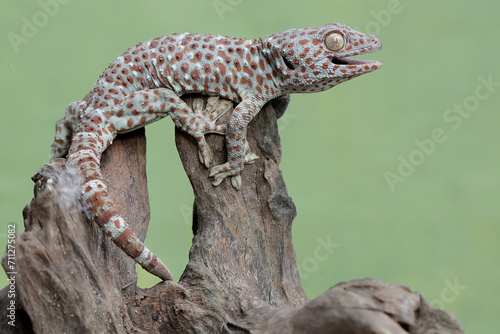 A tokay gecko is ready to attack other animals that approach its territory. This reptile has the scientific name Gekko gecko.