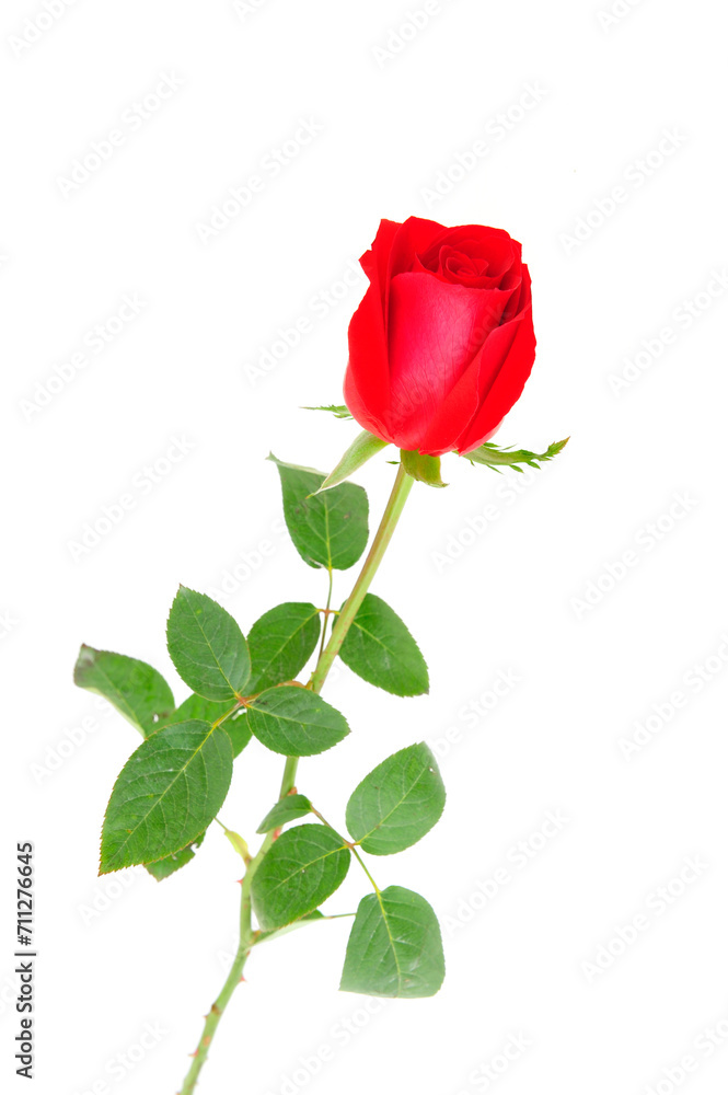 rose rose