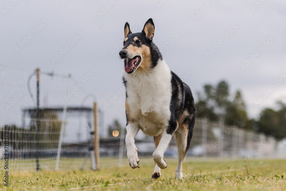 Tricolor Smooth Collie Running Lure Course Dog Sport on Cloudy Day