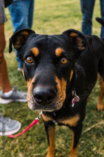 Fotografie black and tan pit bull mixed breed mutt dog looking at camera