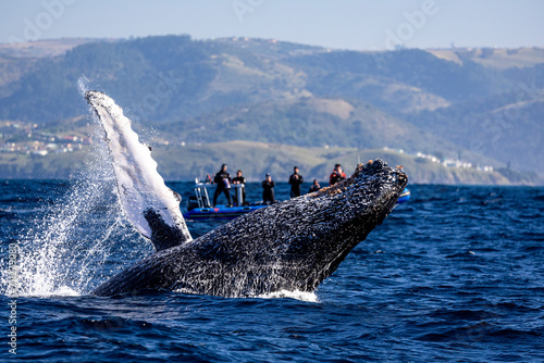 A humpback whale jumps out of the water in front of a boat photo
