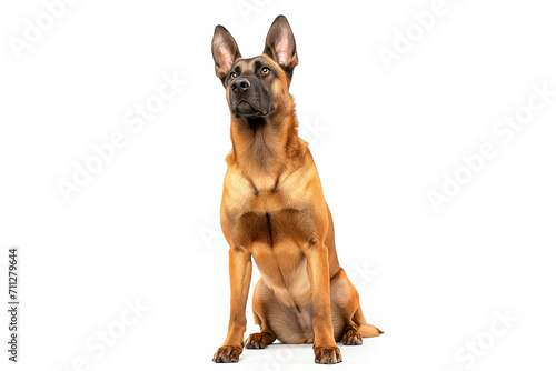 Purebred purebred German Shepherd sitting full-length and looking up.