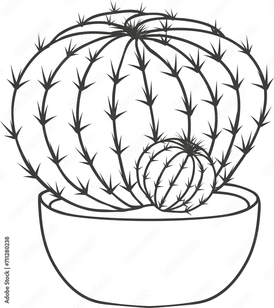 Agave neglecta wild century plant succulent cactus Agave neglecta wild century plant succulent cactus