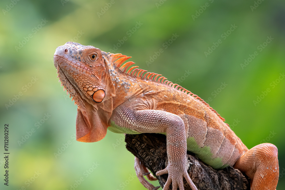 Fototapeta premium Close up photo of an albino iguana