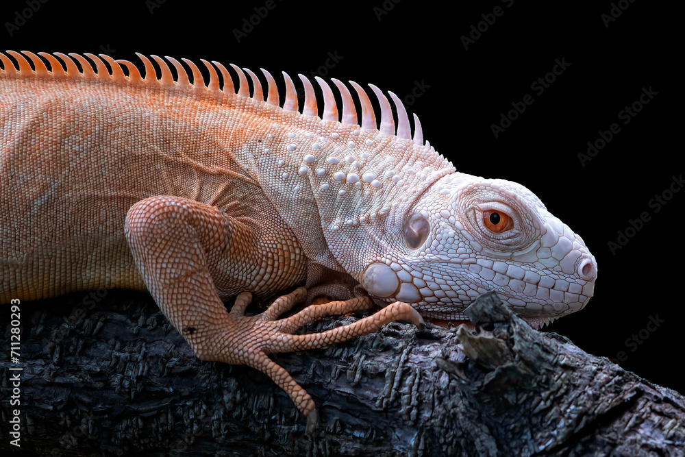 Obraz premium Close up photo of an albino iguana on black background