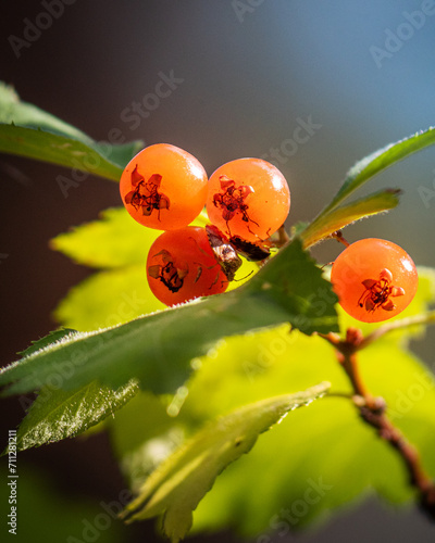 orange wild berries on a branch in the sunlight