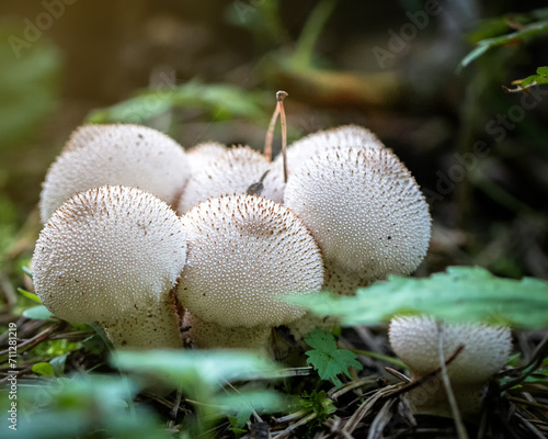 mushrooms in the green grass in the sunlight