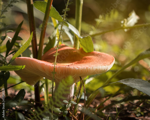 mushrooms in the green grass in the sunlight