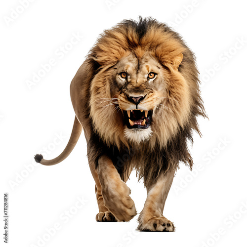 Fierce lion on transparent background PNG