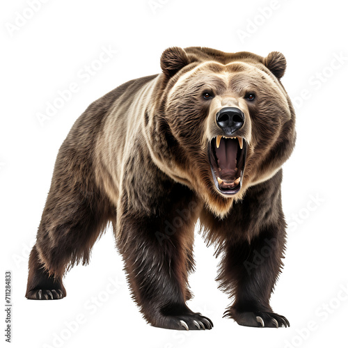 Ferocious grizzly bear on transparent background PNG © PNG for U