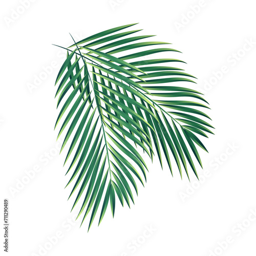 Vector palm tree branches collection isolated white background