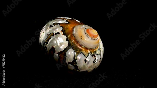 South African Turban Shell on a dark background photo