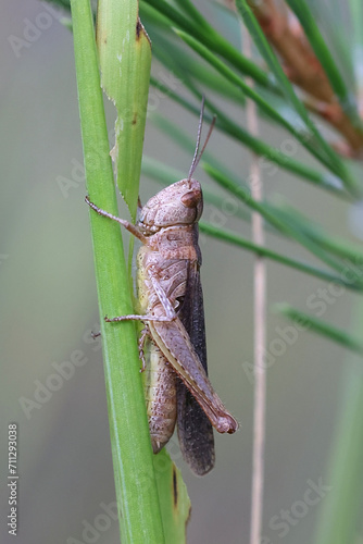Common field grasshopper, Chorthippus brunneus photo