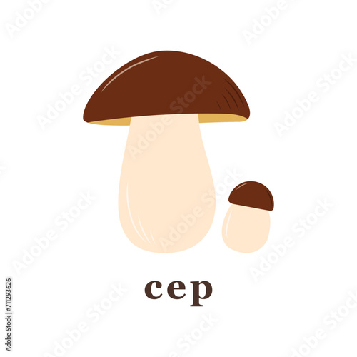 Set of large and small cep mushroom. edible mushrooms