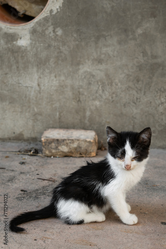 Close-up view of a small cat